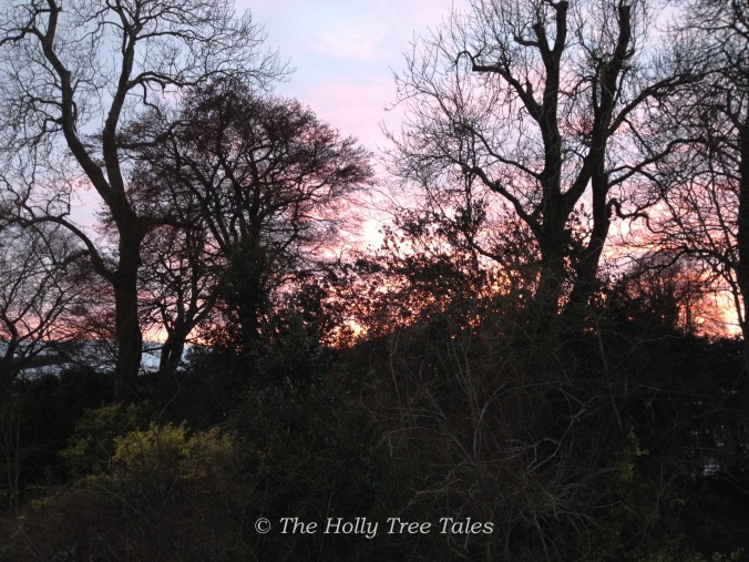 A magnificent sunset, captured through overgrown trees, shrubs and rambling roses.