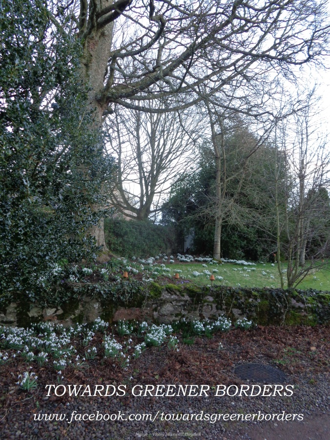 Taken on the first day of March 2015, a glimpse of the lovely snowdrops beneath and surrounding our holly, sycamore and cherry trees at “Towards Greener Borders HQ”.