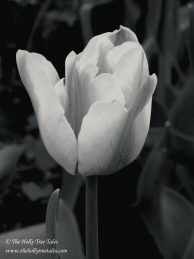 Black and white image of a tulip. Signed log (c) TheHollyTreeTales.com