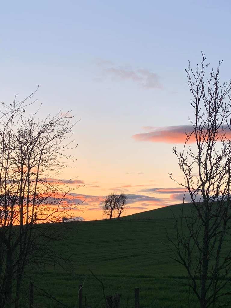 Sunset in the countryside. Blue, pink and grey sky. Green field. Tree silhouettes.